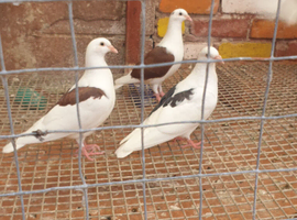 Saddle racing pigeons for sale