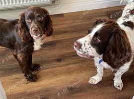 Licensed  dog boarding & doggy daycare - Cannock