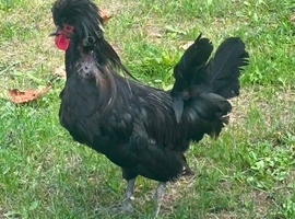 Polish bantom cock