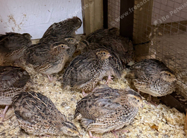 Japanese quails for sale