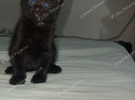 2 male black kittens