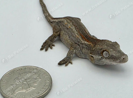 Gargoyle Geckos
