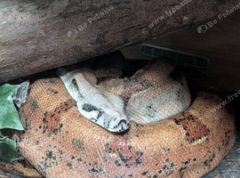 Salmon Boa Constrictor