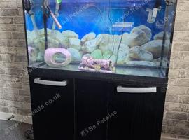 Fish tank aquarium