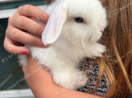 Blue Eyed White Mini Lops