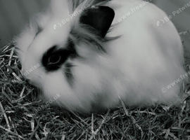 Two Girl Adult Rabbits