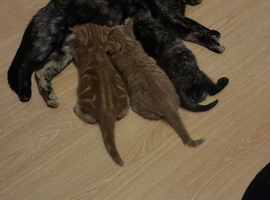 Ginger kittens for sale 10 weeks old  on Saturday