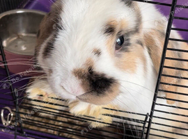 Male rabbit