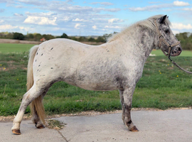 Miniature spotty pony.