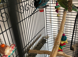 Budgies and cage with accessories and food