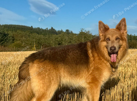 Isabella german shepherd stud