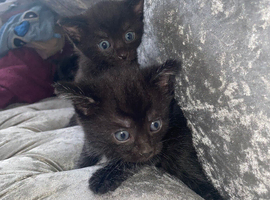 4 black kittens available