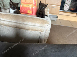 2 female kittens sisters