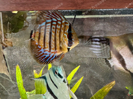 Most fish must go