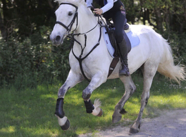 15.1 Connemara Mare