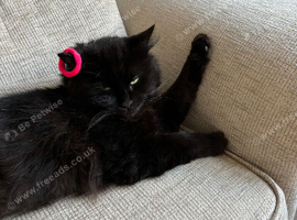 Male cat 4 years old
