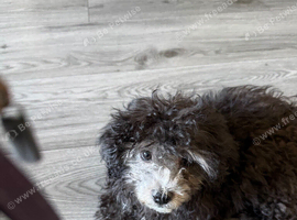 Beautiful poochon