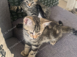 2 boy kittens left ready now