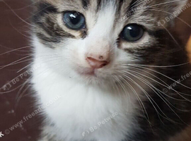 Sweet 10 -week‑old male kitten with a cute curled tail &mdash; ready in leave.