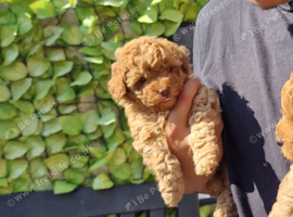 Tiny Toy Poodle girl