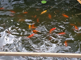 Goldfish for pond various sizes