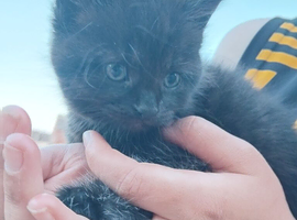 Kittens