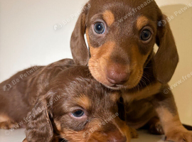 KC Registered Miniature Dachshund Puppies &ndash; Chocolate & Tan Long & Smooth Haired