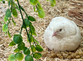 2 Male Coturnix / Japanese Quail Available
