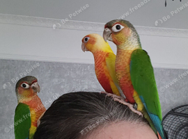 Greencheek conure yellow sided and turquoise