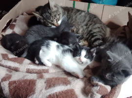 Two kittens for sale