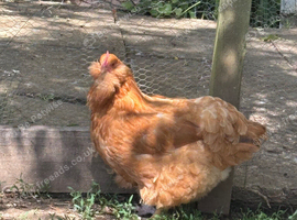 Pair of brahma chickens for sale
