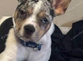 Mearl frenchie x chihuahua