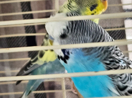 Breeding pair Budgies