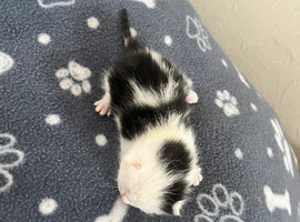 Beautiful little kitties for sale