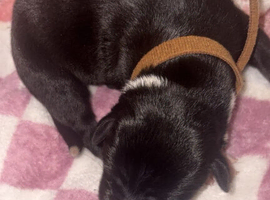 Border collie x staffie x german sheppard