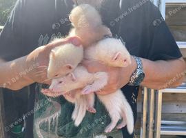 Ferret kits for sale