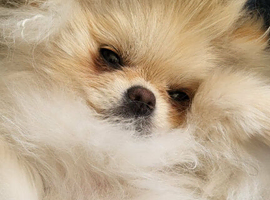 KC Registered Pedigree Pomeranian Female &ndash; Tiny 2.2kg Teddy Bear Type