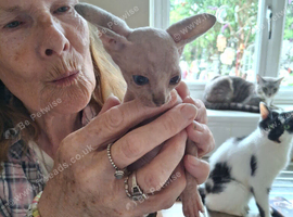 Lovely spynx kitten