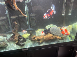 130 litre tank
