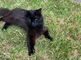 MISSING CAT HUNTER &ndash; B24 8EX &ndash; REWARD OFFERED