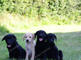 Ready to go now!! Labrador boys from working lines