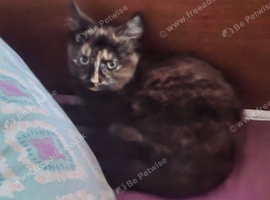 13wk old female tortoise shell