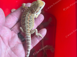 Baby bearded dragons ready