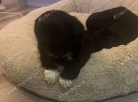 shih tzu puppies