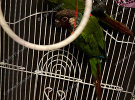 3 Proven Breeding Pairs of Conures With DNA Certificates