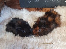 baby abysinian boars