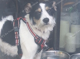 Jack russell x