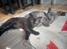 Gorgeous kitty&rsquo;s