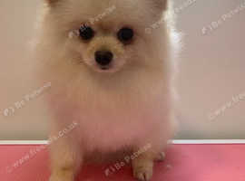 Hands Oh Hounds Dog Grooming