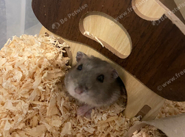 2 female dwarf hamsters